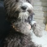 سگ پا کوتاه اشپیتز ترییر7.8ماهه واگذاری یا معاوضه