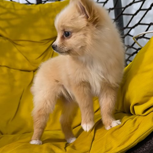 پامر مینی سایز و باهوش