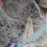 طوربرتابي كزاري درحدنو