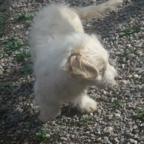 سگ ماده همراه با فرزندش