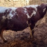 خرید و بروش گاو شیری و گوشتی