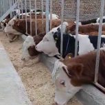 فروش گوساله سیمینتال
