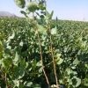 فروش نهال پسته