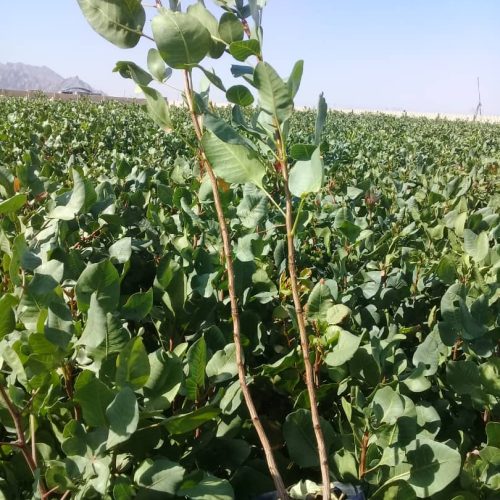 فروش نهال پسته