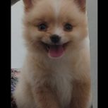 پامر مینی سایز و باهوش