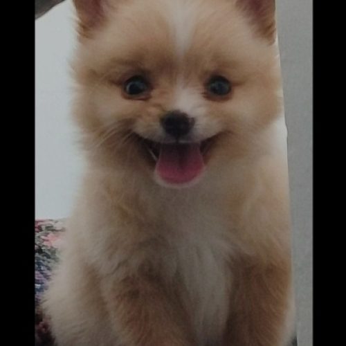 پامر مینی سایز و باهوش