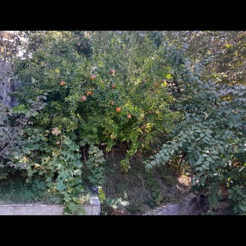 با 2.150 صاحب باغ در لواسان شوید