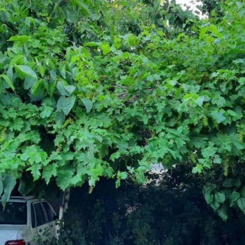 اجاره سوئیت منزل در همدان و غارعلیصدر