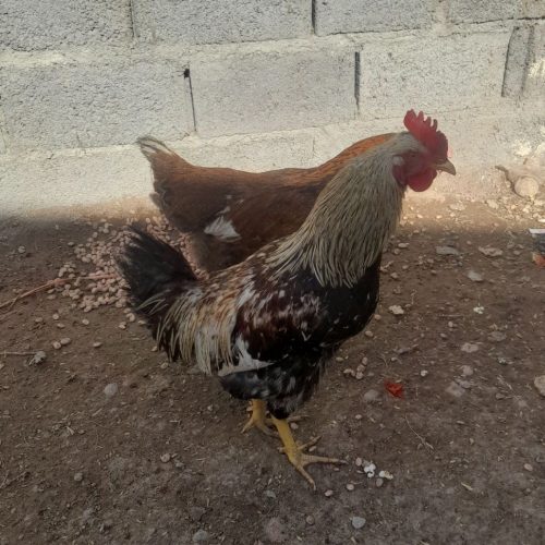 خروس محلی بچه