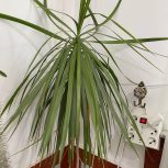 تعدادی گل زیبا و خوش قیمت