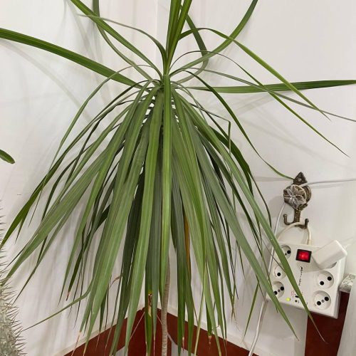 تعدادی گل زیبا و خوش قیمت