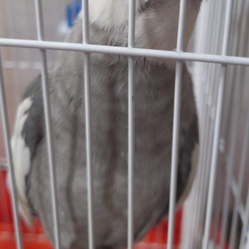 فروش عروس هلندی نر نژاد ایزایل