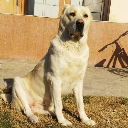 سگ آلبای اصیل