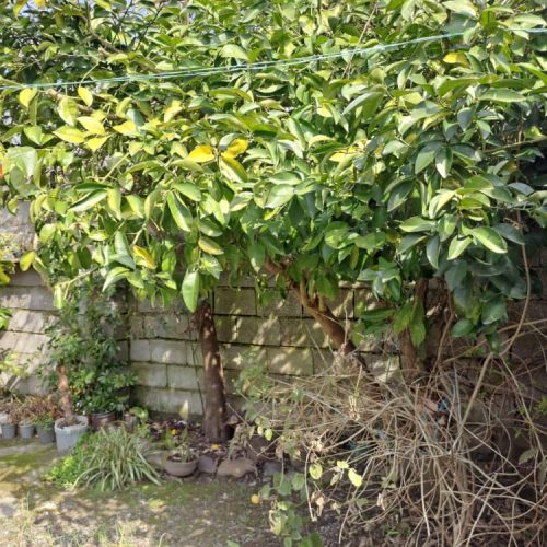 ویلا 200 متری کوچصفهان