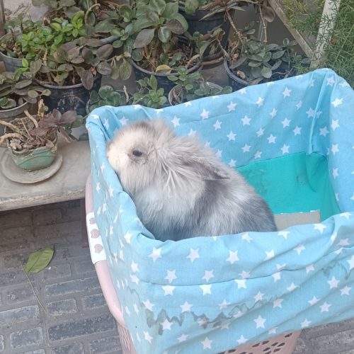 واگزاری رایگان خرگوش