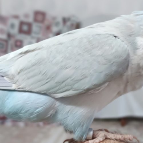 طوطی راهب گمشده