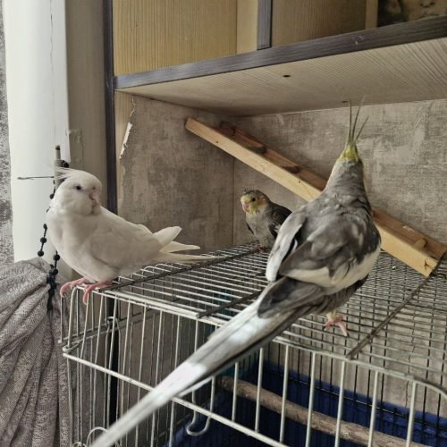 یک جفت عروس هلندی با جوجه