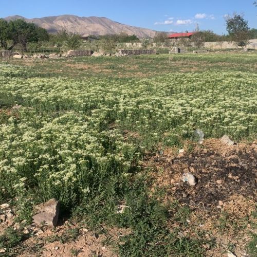 زمین چهاردیواری برای ویلا در ابسرد زان خیابان گلستان