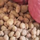 سیب زمینی جیلی