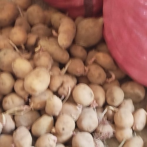 سیب زمینی جیلی