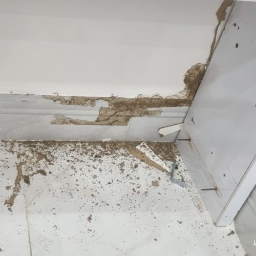 سمپاشی منازل و اماکن سم پاشی سوسک موش موریانه تضمینی