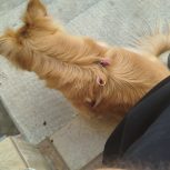 اشپیتز روباهی