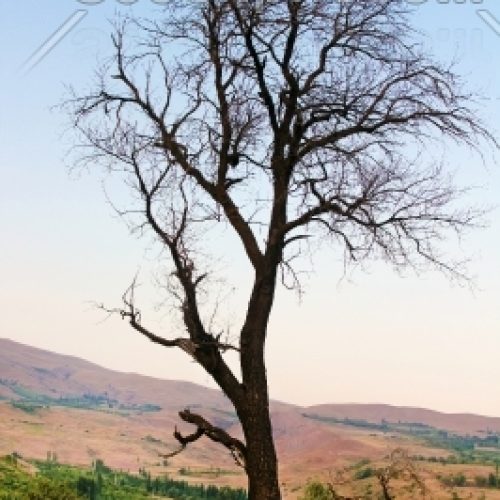 حرص درخت و برش