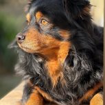 دزدیده شده کسی دید زنگ بزنه مژدگانی داره