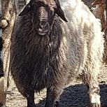 گوسفند نر تخمی سالم . توضیحات بیشتر کامل