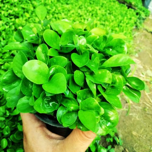 سبزه بهار نارنج