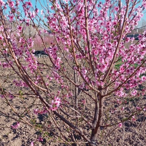 فروش باغ 4 ساله. ثمری .فاروق