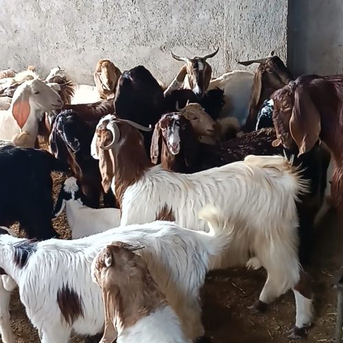 فروش بز گوش دراز بز و بزغاله ونربز