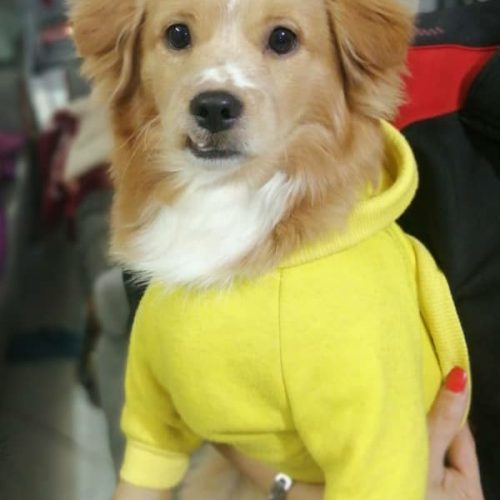 سگ پا کوتاه اشپیتز ترییر7.8ماهه واگذاری یا معاوضه