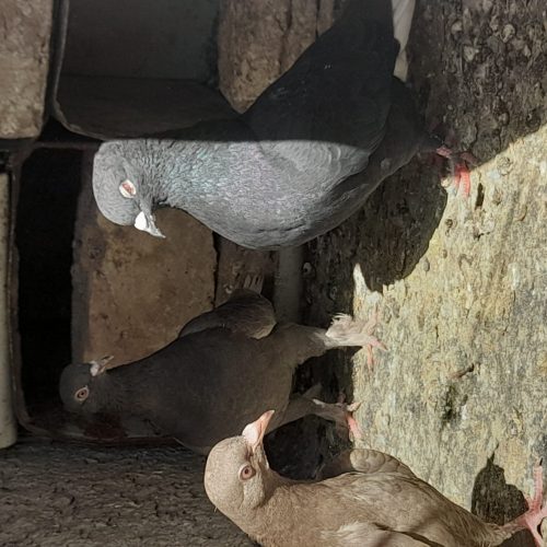 کبوترفروشی