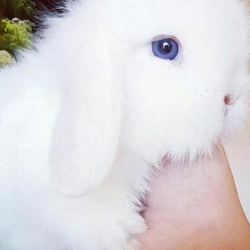 بچه خرگوش ترکیش اصل چشم آبی