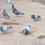 کبوتر مسافتی