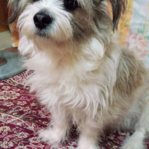 واگذاری   نر و ماده نژاد شیتزو