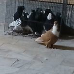 تعدادی کبوتر خوشکل جفتی و نر