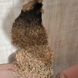 سمپاشی وموریانه زدایی باضمانت نامه کتبی