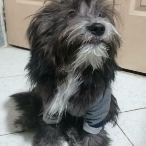 سگ پا کوتاه اشپیتز ترییر7.8ماهه واگذاری یا معاوضه