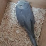 جوجه عروس هلندی