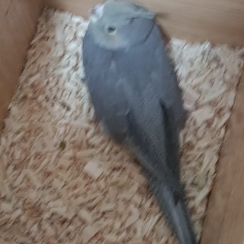 جوجه عروس هلندی