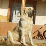 سگ آلبای اصیل