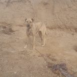 ماده افغانی درجه یک