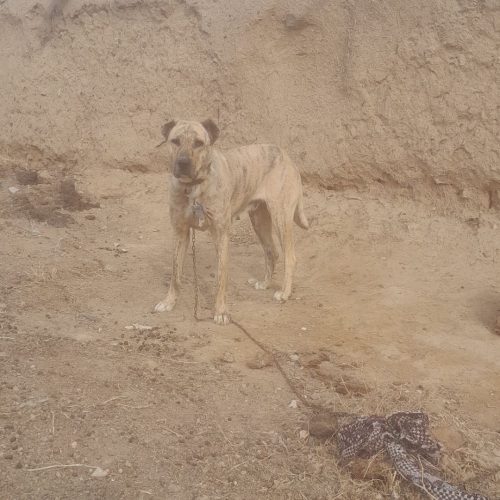 ماده افغانی درجه یک