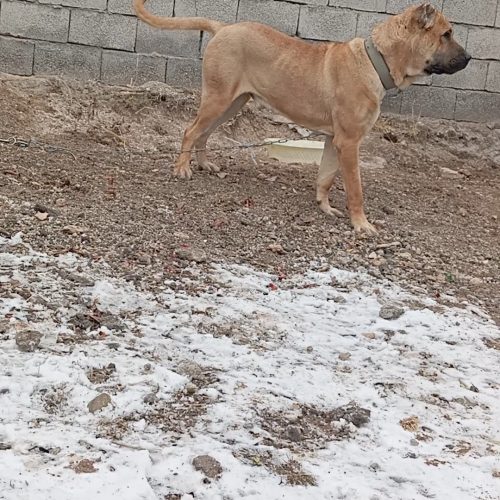 واگذاری نگهبان