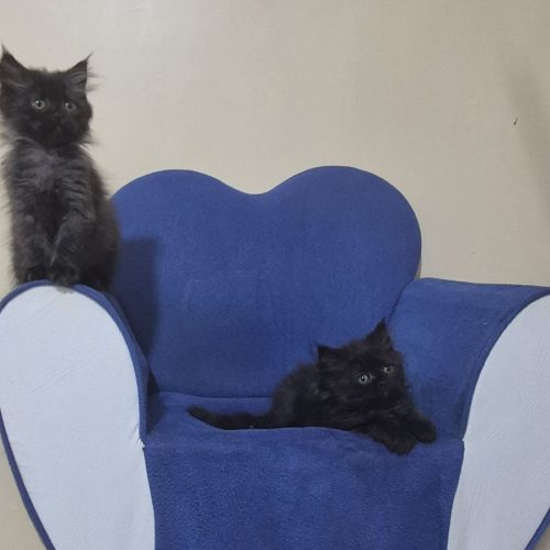 گربه 3ماهه بریتیش