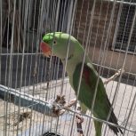 شاه طوطی نر