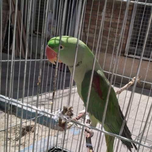 شاه طوطی نر