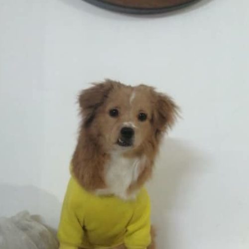 سگ پا کوتاه اشپیتز ترییر7.8ماهه واگذاری یا معاوضه